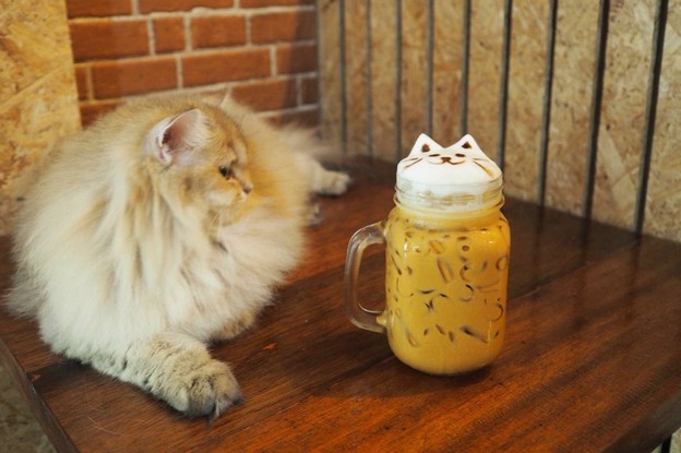 DOO CAT CAFE Phuket