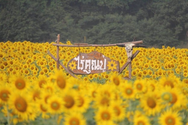 บรรยากาศ ทุ่งทานตะวันไร่คุณปู่