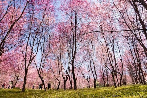 บรรยากาศ ภูลมโล