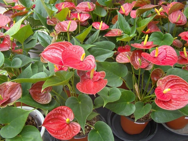 ดาษดาแกลอรี