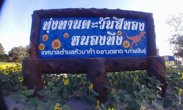 บรรยากาศ ทุ่งทานตะวันสีทองหนองทึง