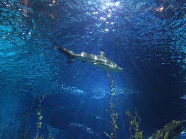 บรรยากาศ Sea Life Bangkok Ocean World