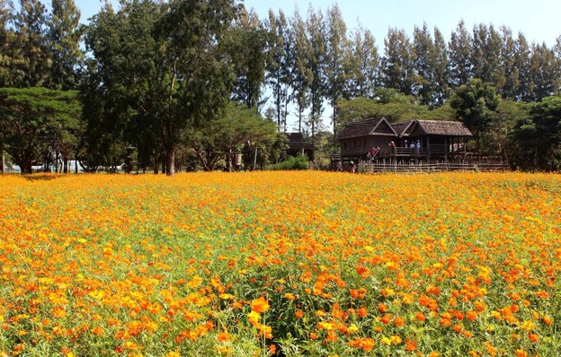 บรรยากาศ Jim Thompson Farm