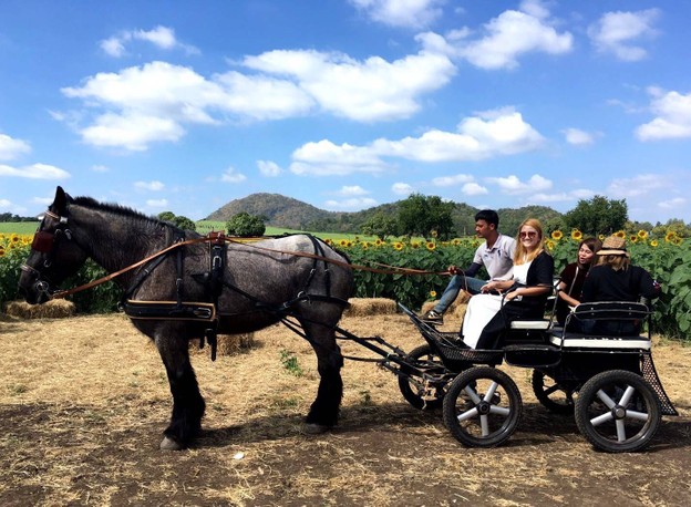 บรรยากาศ ทุ่งทานตะวัน ไร่มณีศร เขาใหญ่