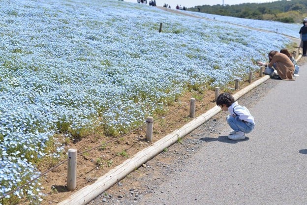 Hitachi Seaside Park