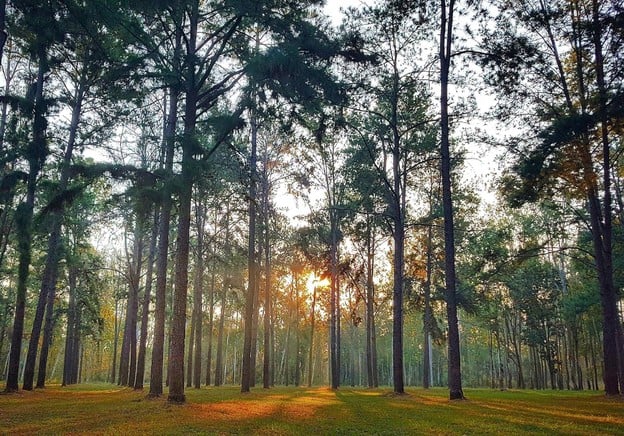 สวนสนแม่แตง