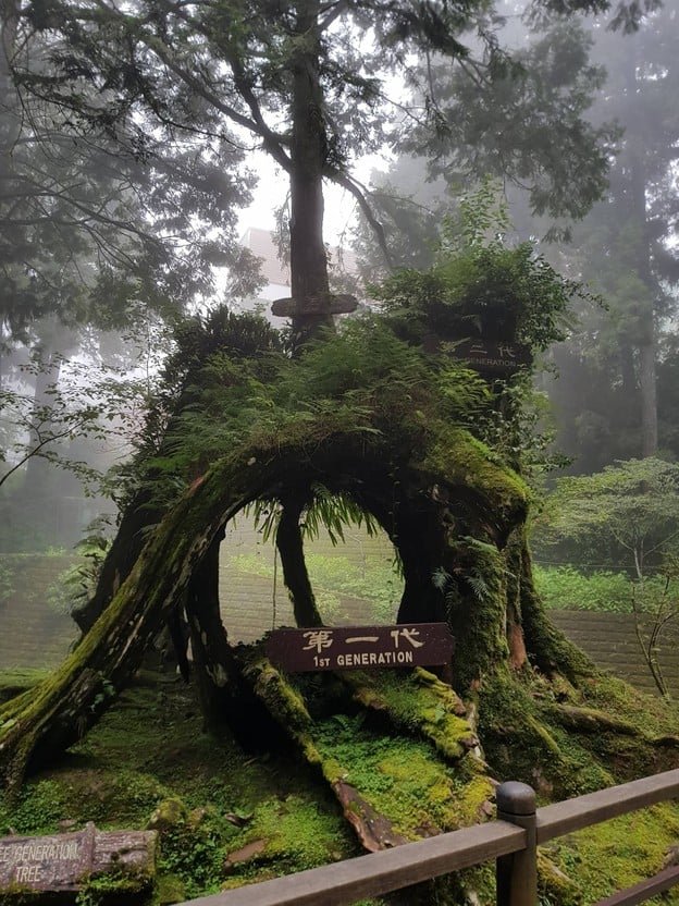 Sacred Tree