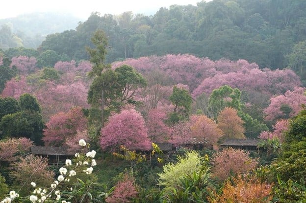 สถานีวิจัยเกษตรที่สูงขุนช่างเคี่ยน