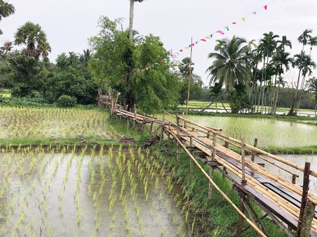 บรรยากาศ ทุ่งนาหลาต้นโด