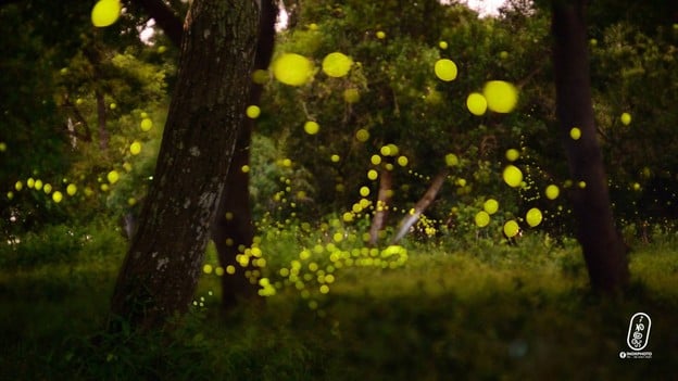 บรรยากาศ ดินแดนหิ่งห้อย