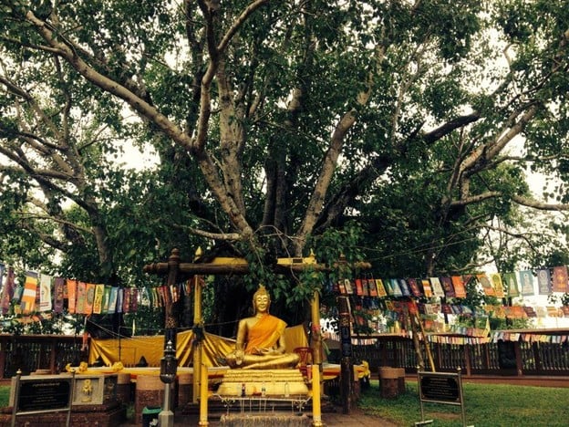 บรรยากาศ วัดต้นศรีมหาโพธิ์