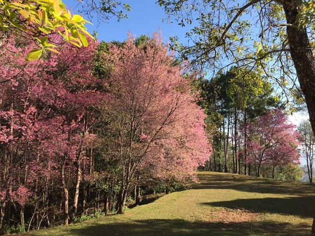 หน่วยจัดการต้นน้ำขุนแม่ยะ