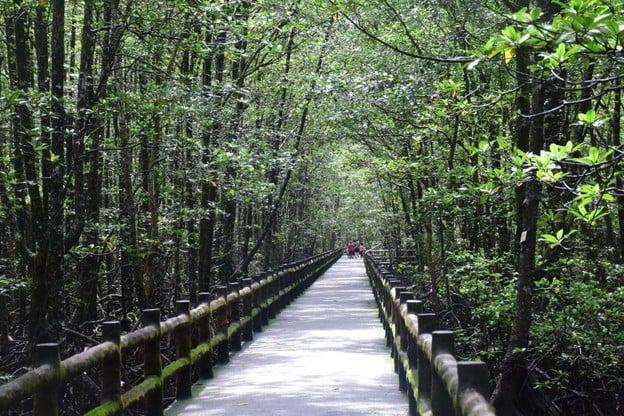 พื้นที่สงวนชีวมณฑลป่าชายเลนระนอง