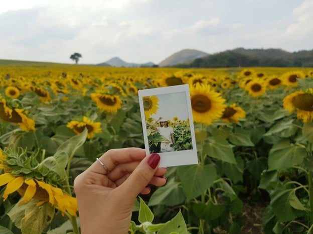 บรรยากาศ ทุ่งทานตะวัน ไร่มณีศร เขาใหญ่