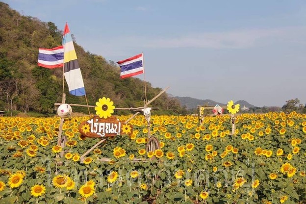 บรรยากาศ ทุ่งทานตะวันไร่คุณปู่