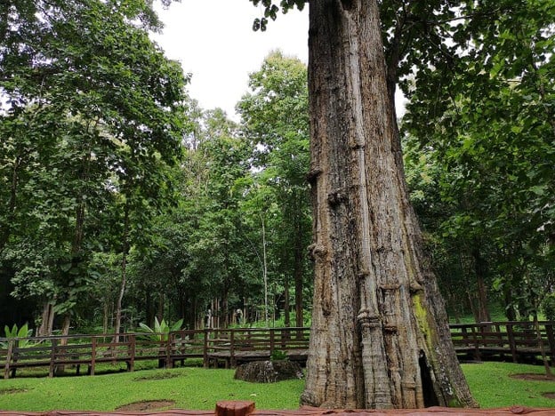 บรรยากาศ อุทยานแห่งชาติต้นสักใหญ่