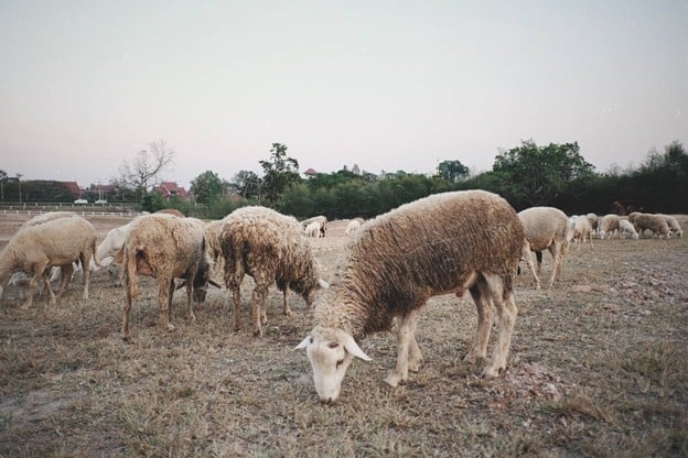 ลานเนินนุ่ม