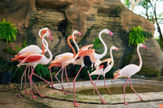 บรรยากาศ The Field Animals Dream