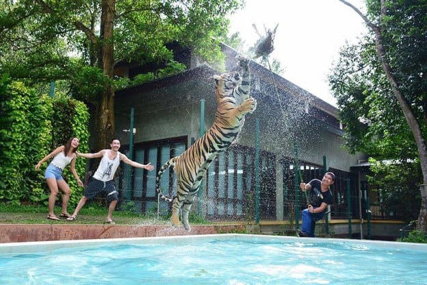 บรรยากาศ Tiger Kingdom Phuket