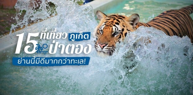 15 ที่เที่ยวป่าตอง ภูเก็ต ย่านนี้มีดีมากกว่าทะเล!