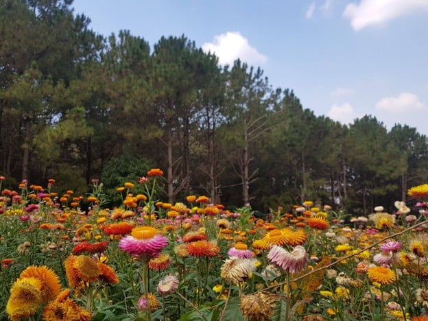 อุทยานแห่งชาติภูหินร่องกล้า