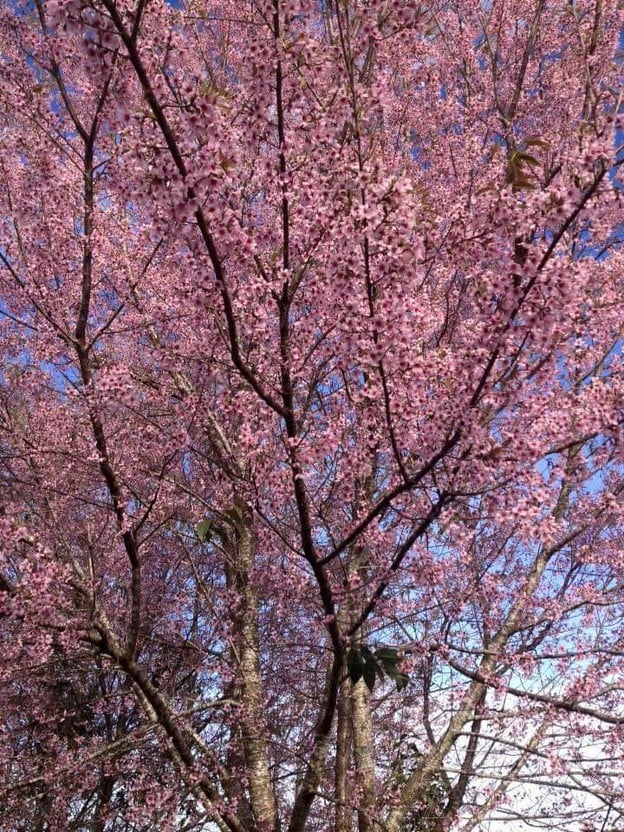 บรรยากาศ ภูลมโล