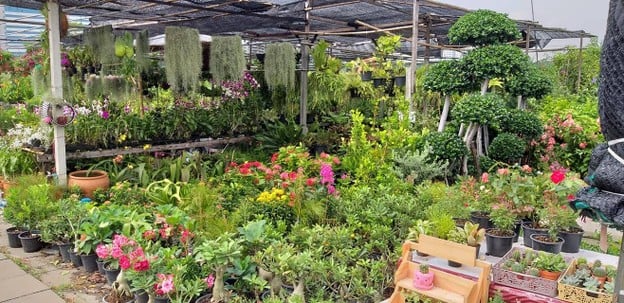 บรรยากาศ ตลาดต้นไม้เลิศนิมิตร