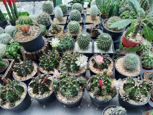 บรรยากาศ ตลาดต้นไม้สวนพฤกษา หทัยราษฎร์