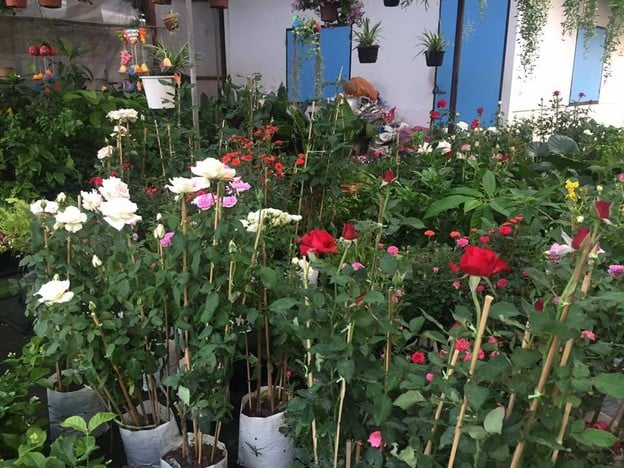 บรรยากาศ ตลาดต้นไม้ ทอ.ทุ่งสีกัน