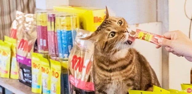 เมนูของร้าน CatNip Cafe'