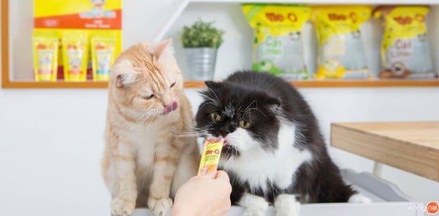 บรรยากาศ Year of The Cat Cafe