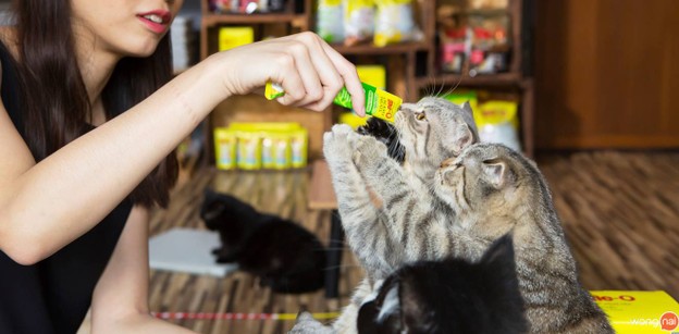 บรรยากาศ Kitty Cat Cafe พระนคร