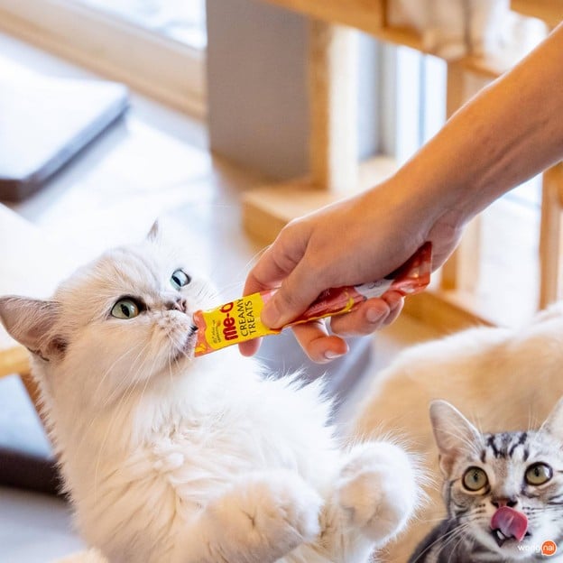 บรรยากาศ makura cat cafe