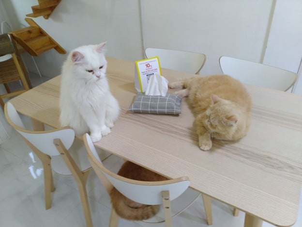บรรยากาศ Year of The Cat Cafe