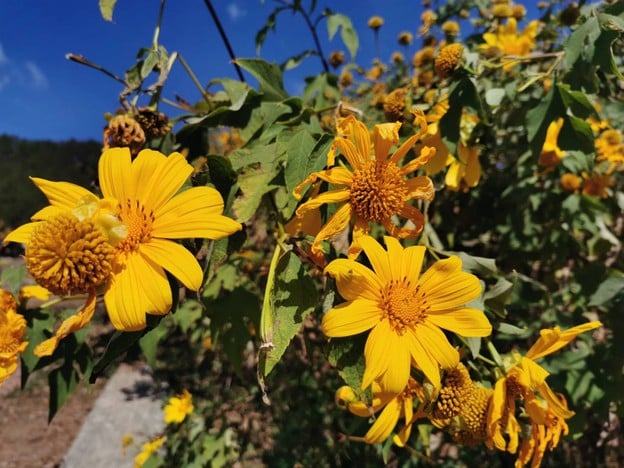 บรรยากาศ ทุ่งบัวตองดอยแม่อูคอ