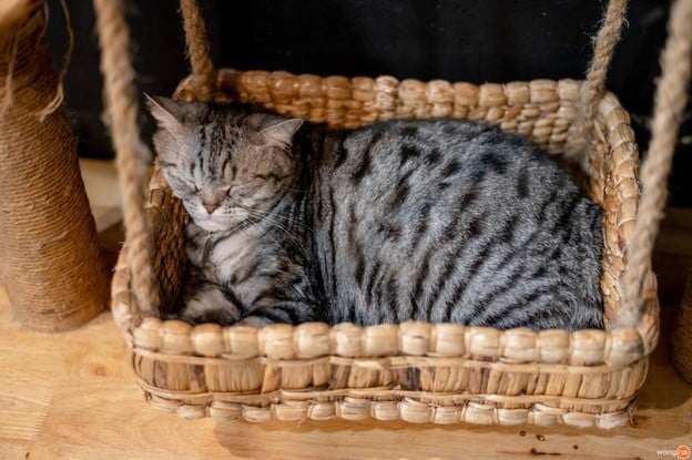 lndicat Cafe & Cat Hotel