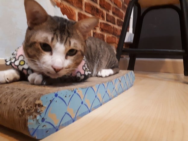 Catsanova - Adoptable Cat Cafe