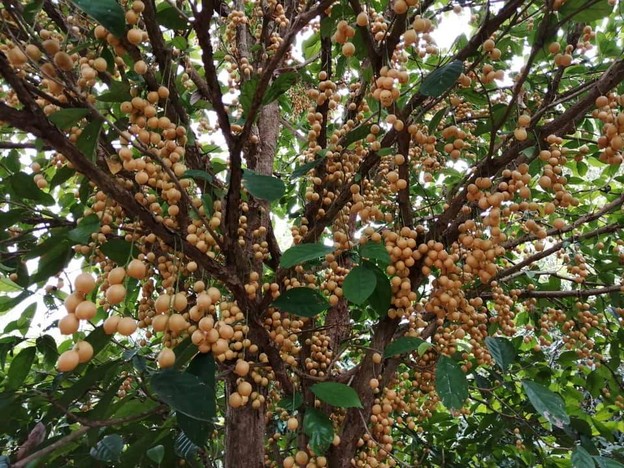 Dongmafai Coffee