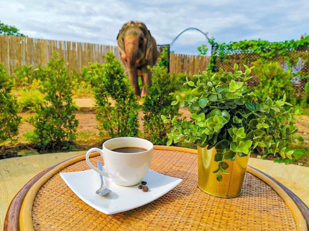 Elephant Jungle Cafe