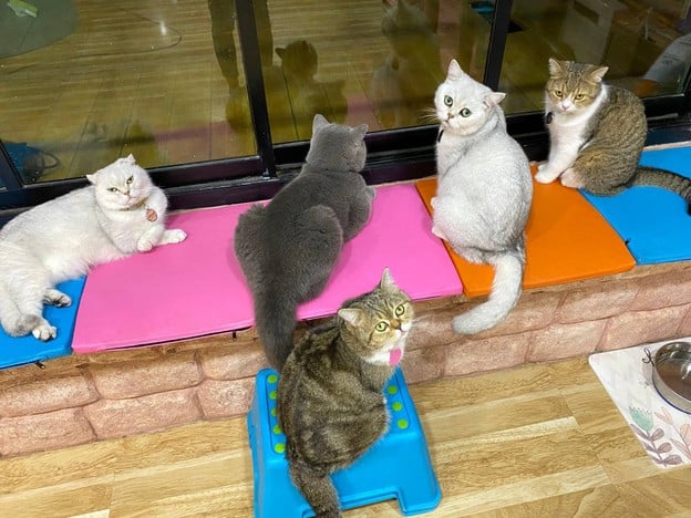 Chill cat cafe - กาแฟสด เพชรเกษม110