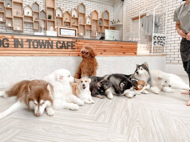 Dog In Town Ari อารีย์