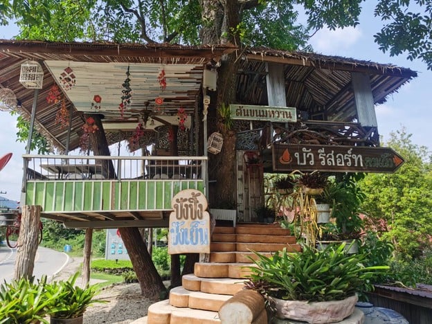 ต้นขนมหวาน สะพานกาแฟ