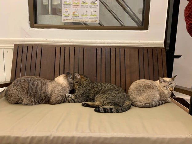 Mohu Mohu Cat Cafe