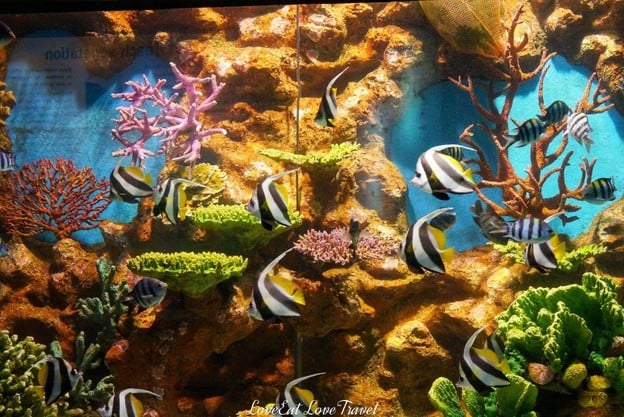 สถานแสดงพันธุ์สัตว์น้ำภูเก็ต