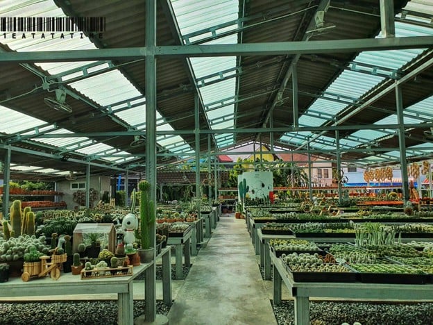 บรรยากาศ Romsai Cactus & Coffee