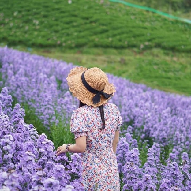 ทุ่งไฮเดรนเยีย เขาค้อ