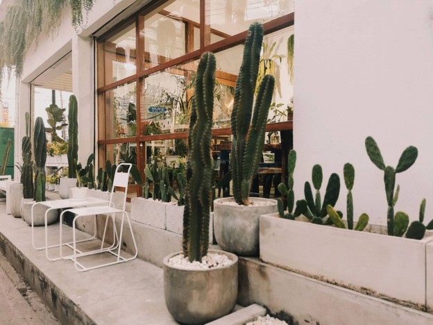 Masonia Tree & Coffee Cafe