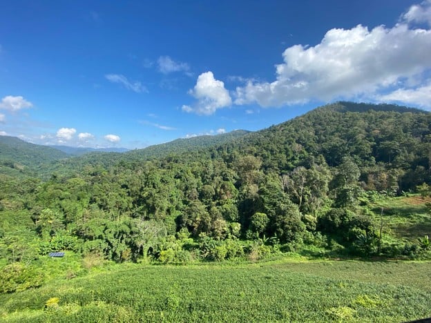 ไร่ชาลุงเดช