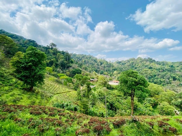 ไร่ชาระมิงค์