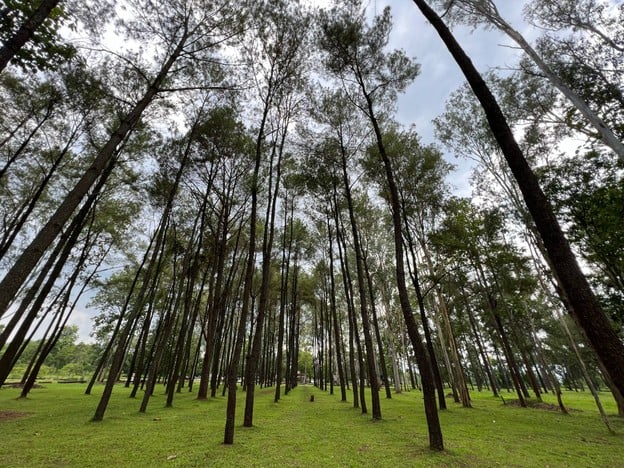 สวนสนแม่แตง